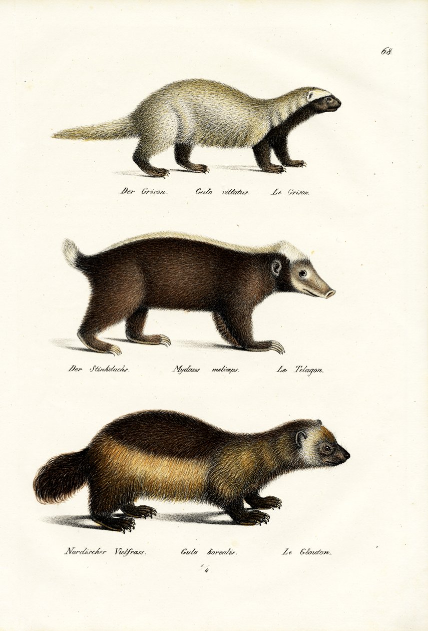Wolverine, 1824 door Karl Joseph Brodtmann