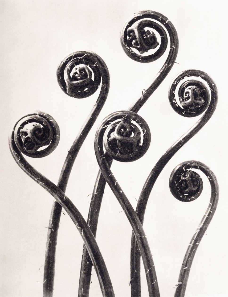 Adiantum Pedatum - Amerikaanse Venushaarvaren, Jonge opgerolde bladeren Achtmaal Vergroot door Karl Blossfeldt