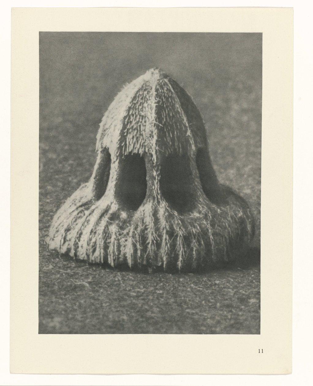 Plantstudies Urformen der Kunst: fotografische plantenbeelden (serietitel) door Karl Blossfeldt