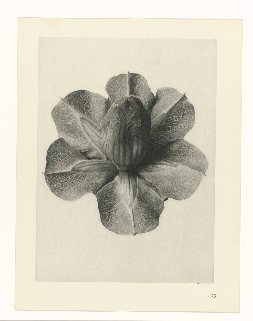 Plantstudies Urformen der Kunst: fotografische plantenbeelden (serietitel) door Karl Blossfeldt
