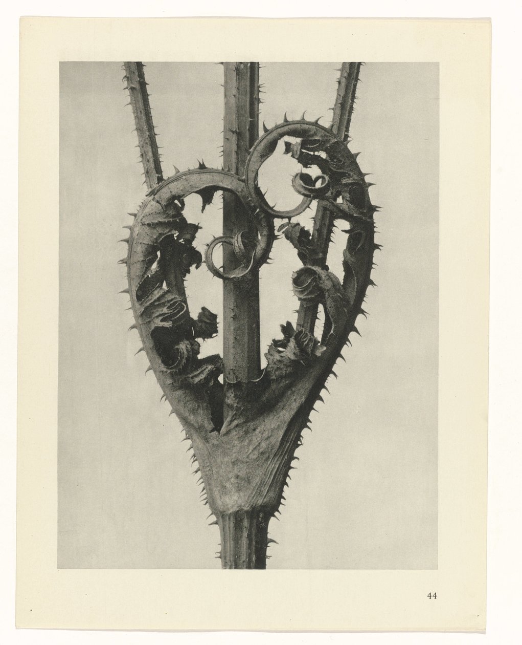 Plantstudies Urformen der Kunst: fotografische plantenbeelden (serietitel) door Karl Blossfeldt