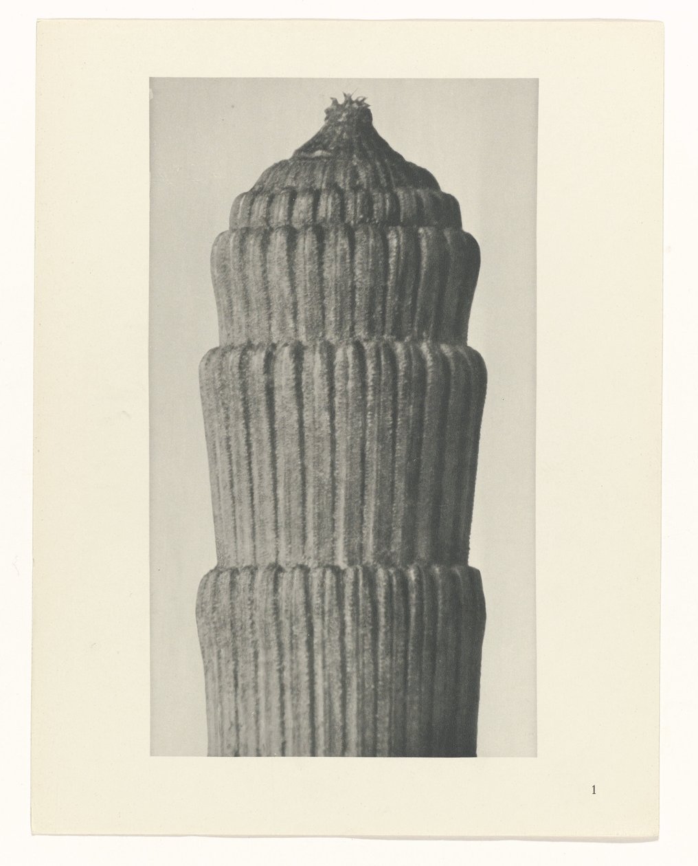 Plantstudie, Equisetum hiemale Urformen der Kunst (serietitel) door Karl Blossfeldt