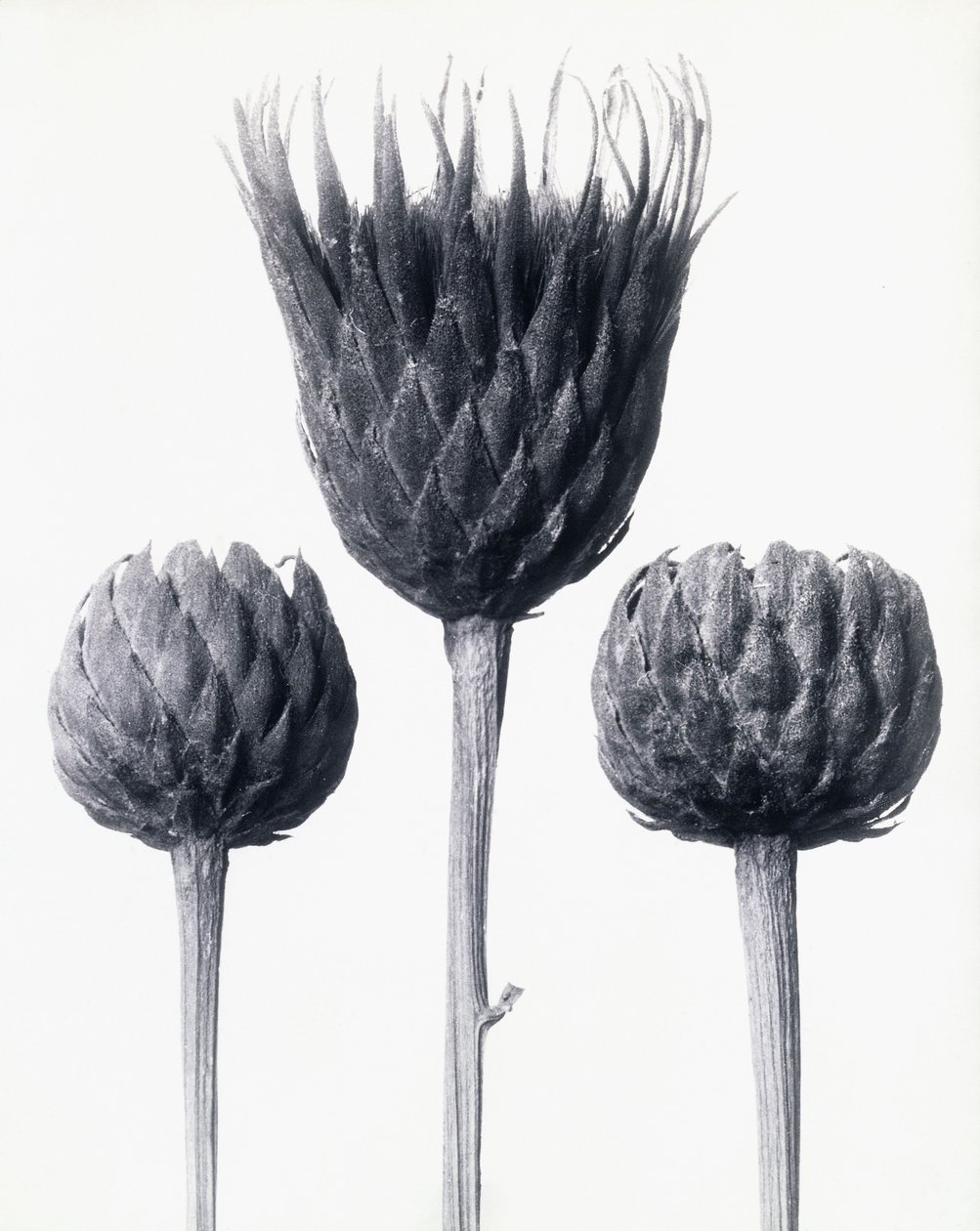 Serratula Nudicaulis (Kale Stengelzaagblad), c.1928 door Karl Blossfeldt