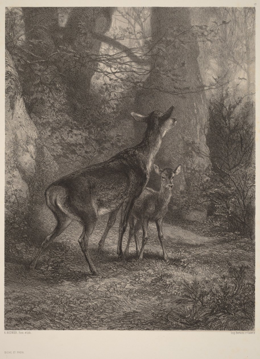 Hertin en kalfje door Karl Bodmer