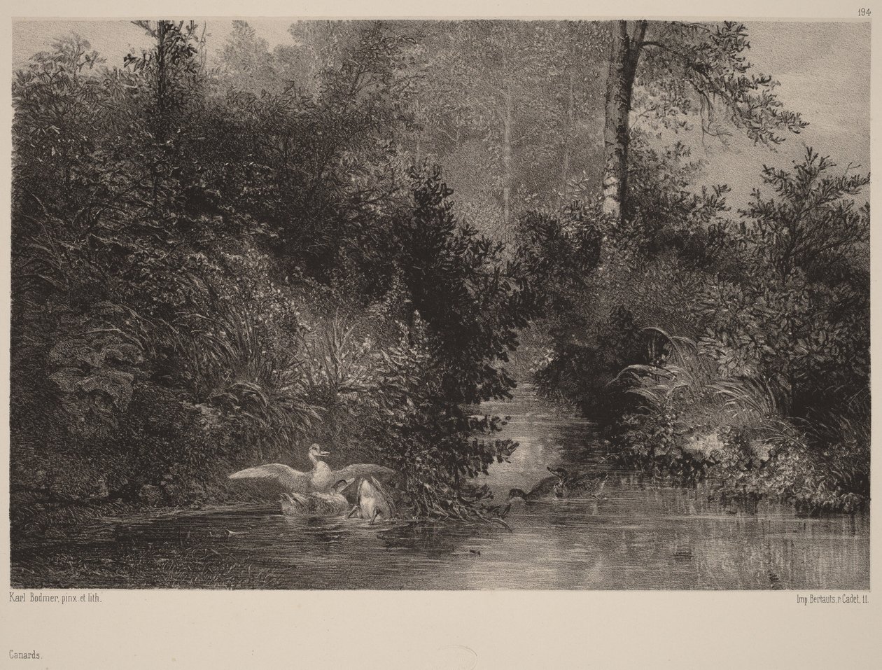 Eenden door Karl Bodmer