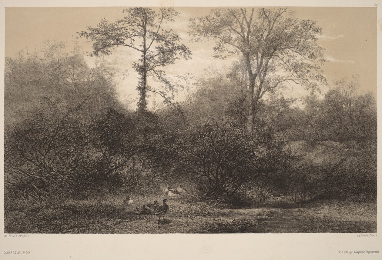 Wilde eenden door Karl Bodmer