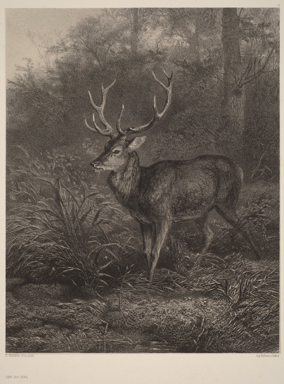 Tienhoornig hert door Karl Bodmer