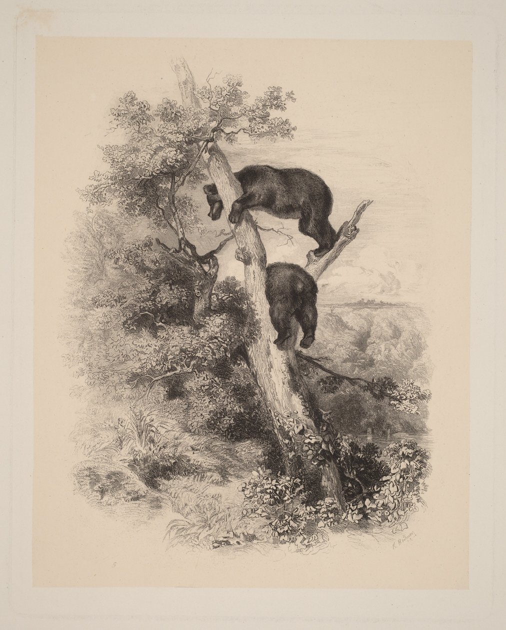 Twee beren door Karl Bodmer