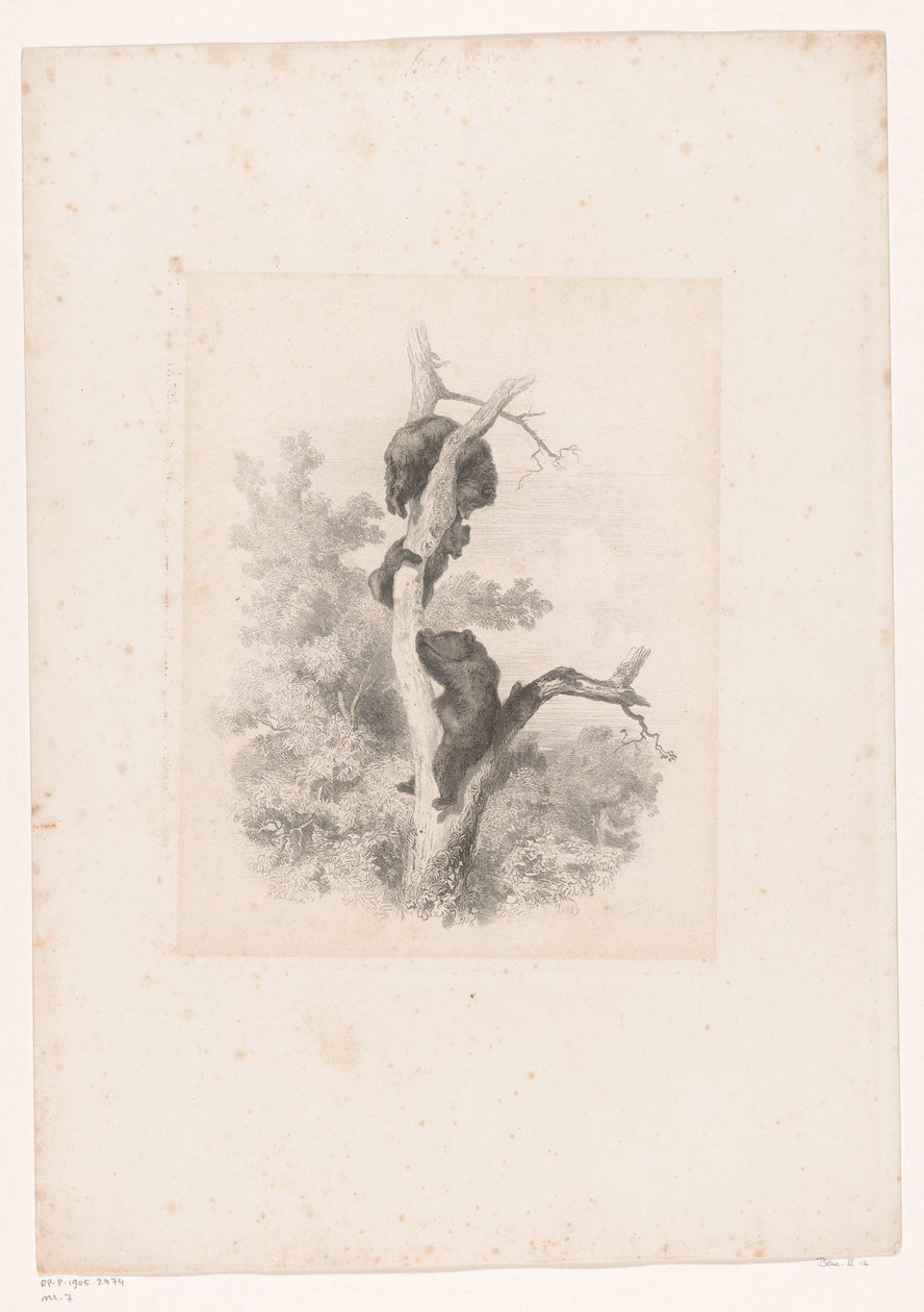 Drie beren in een boom door Karl Bodmer