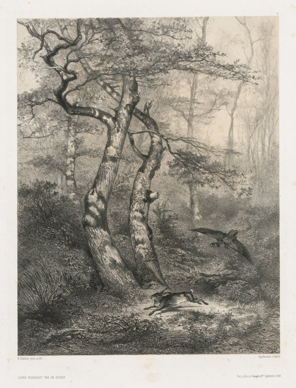 Haas Achtervolgd door een Havik door Karl Bodmer