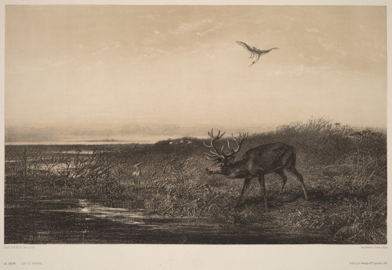 Le Soir.  Herten en reigers door Karl Bodmer
