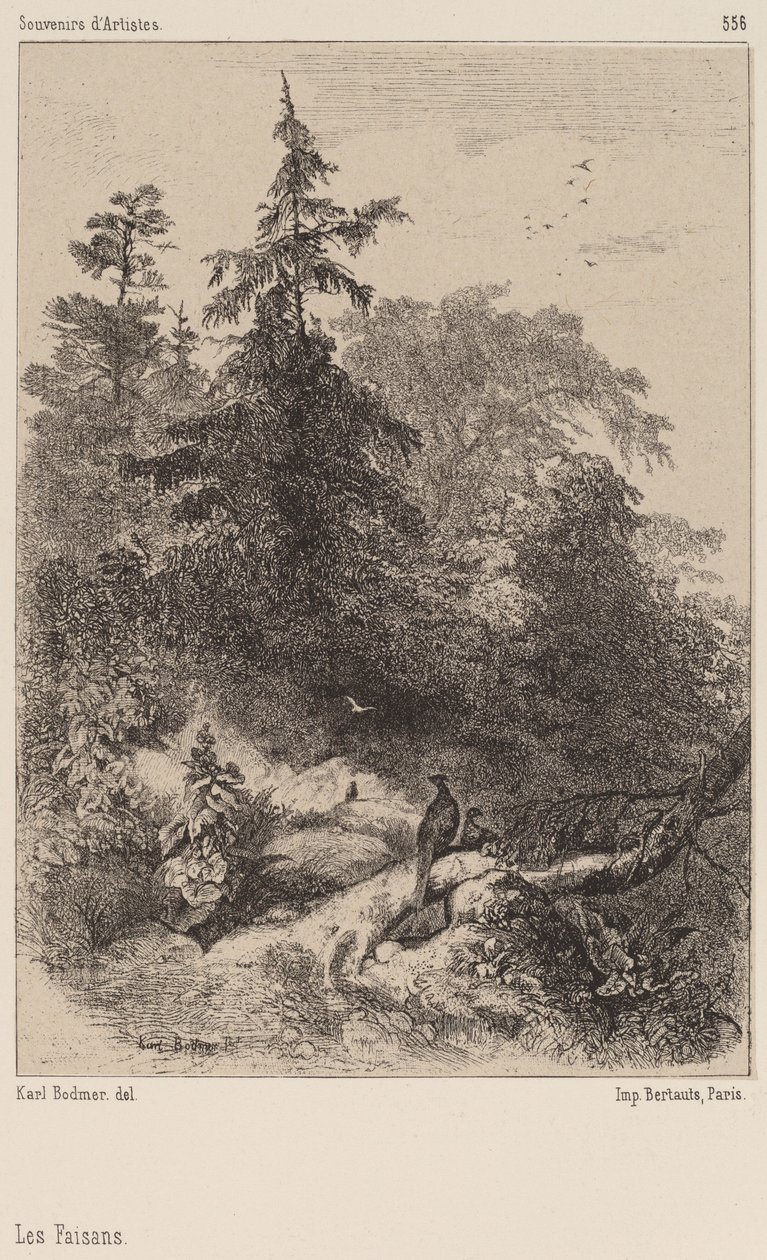 De Fazanten door Karl Bodmer