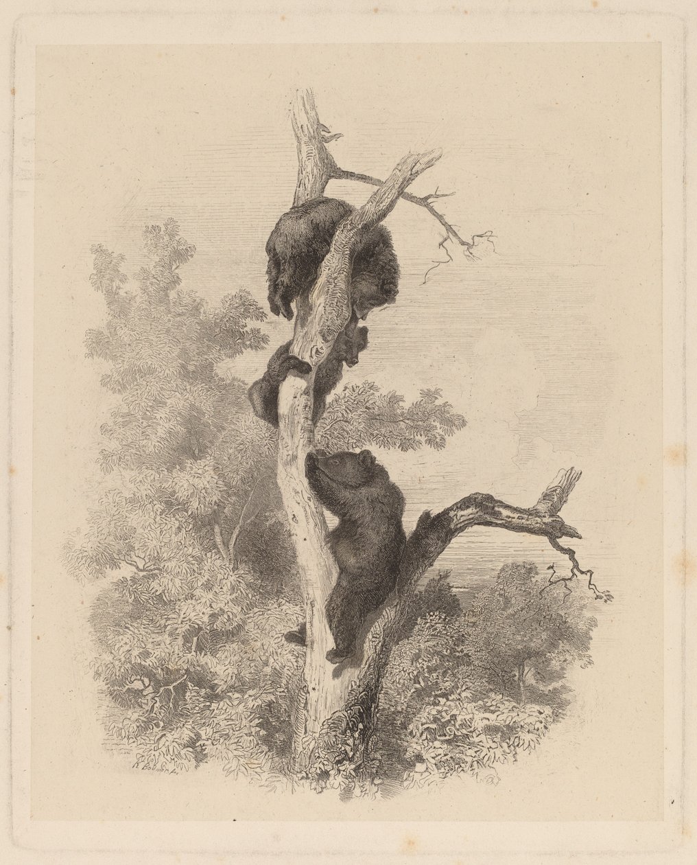 Les Ours (De beren) door Karl Bodmer