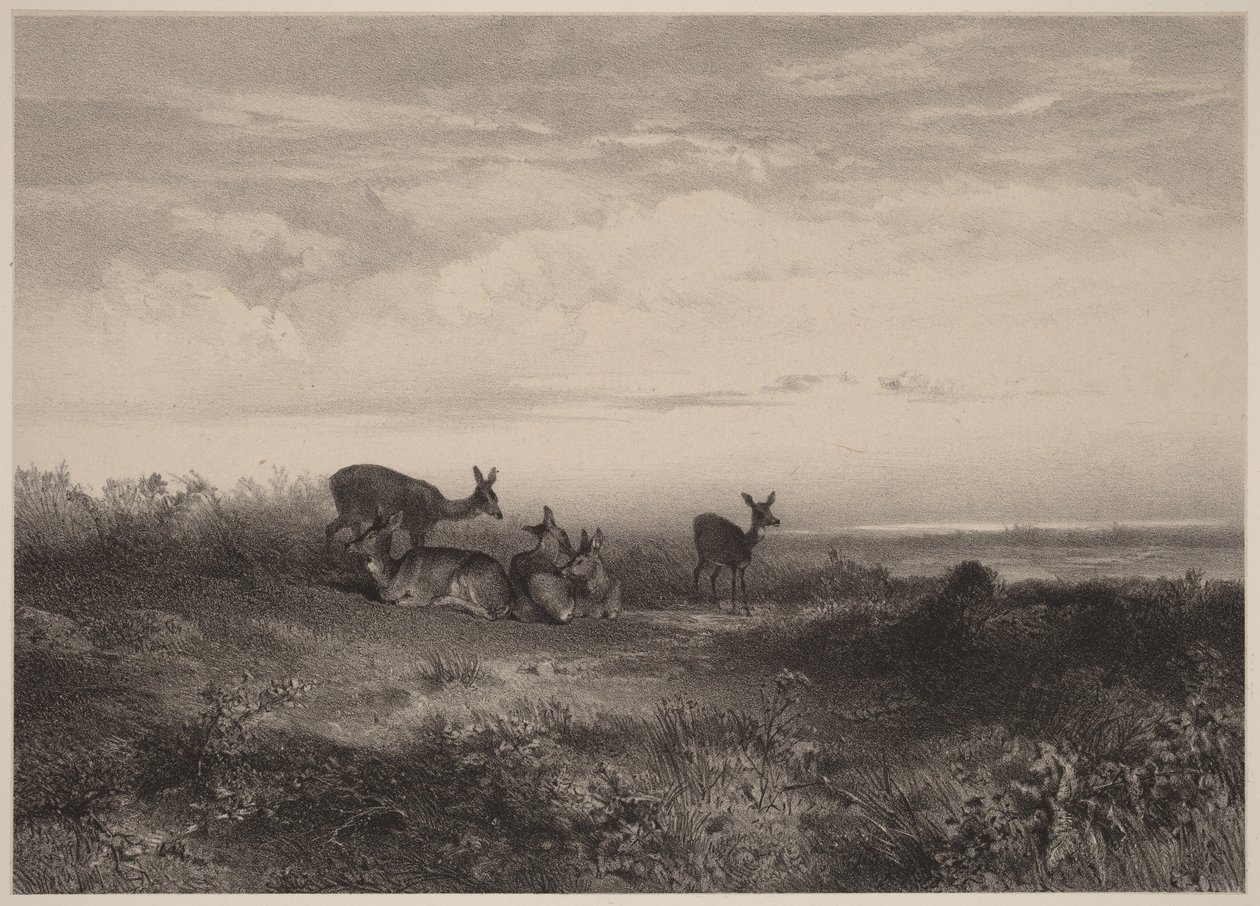 De hinden door Karl Bodmer
