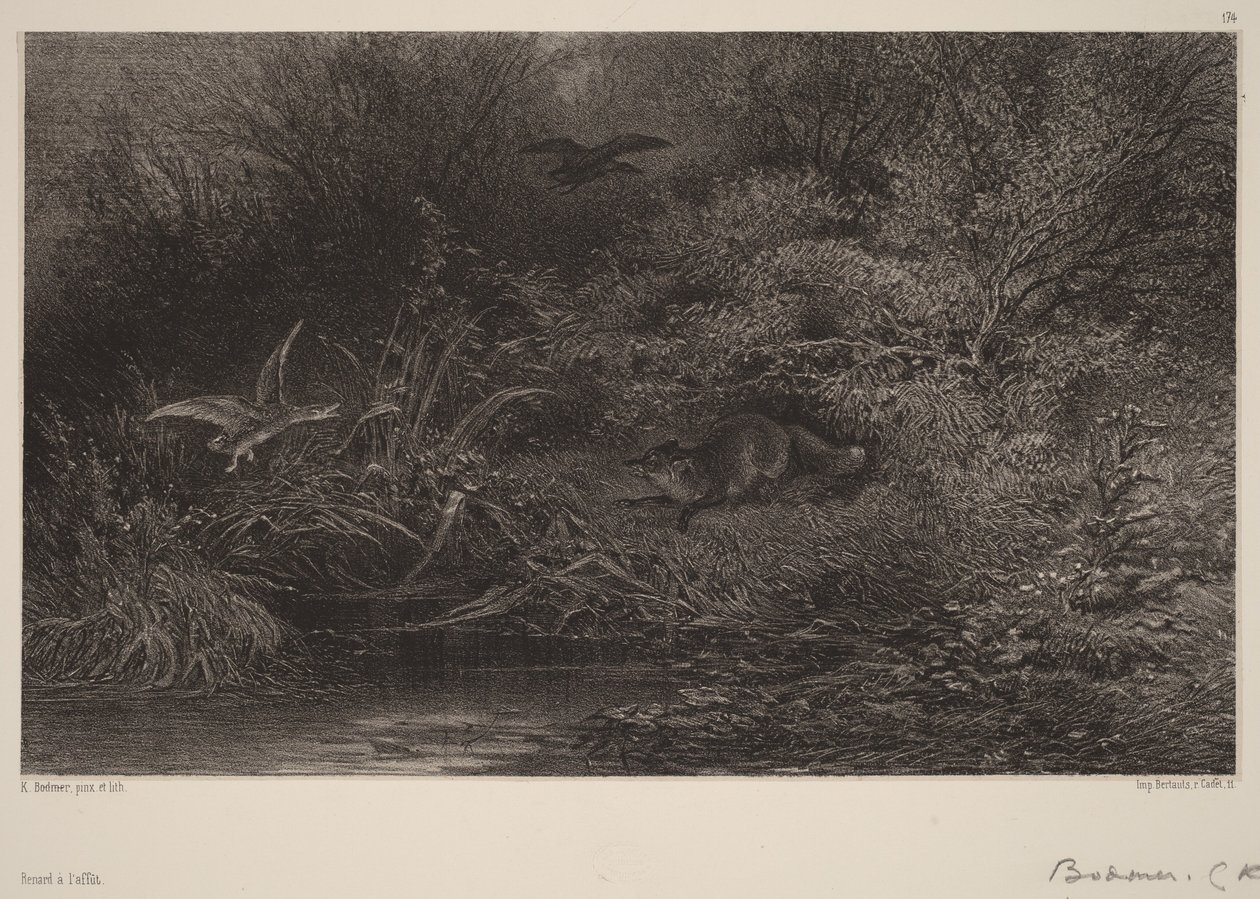Loerende vos door Karl Bodmer