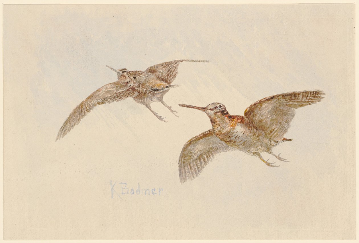 Snipvogels in vlucht door Karl Bodmer
