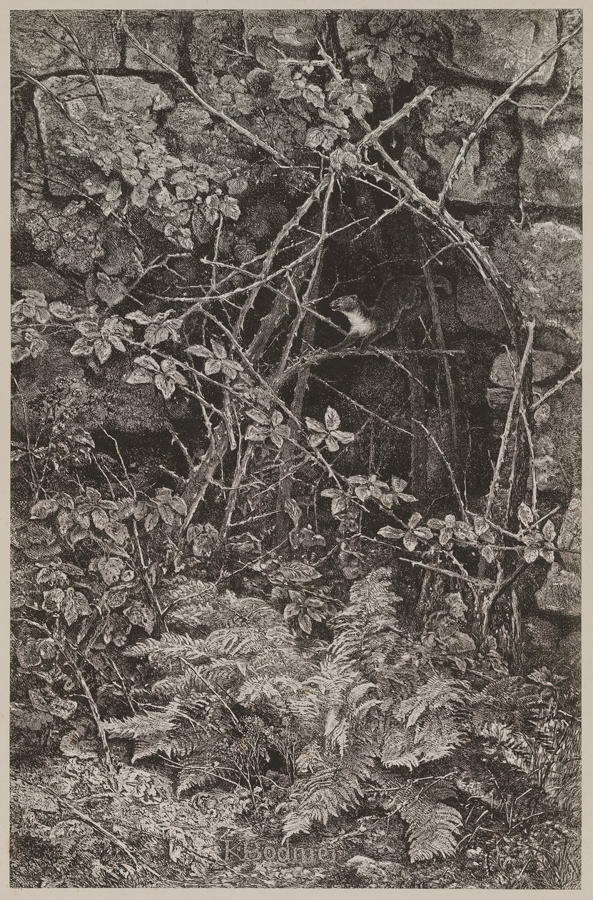 Springende marter door Karl Bodmer