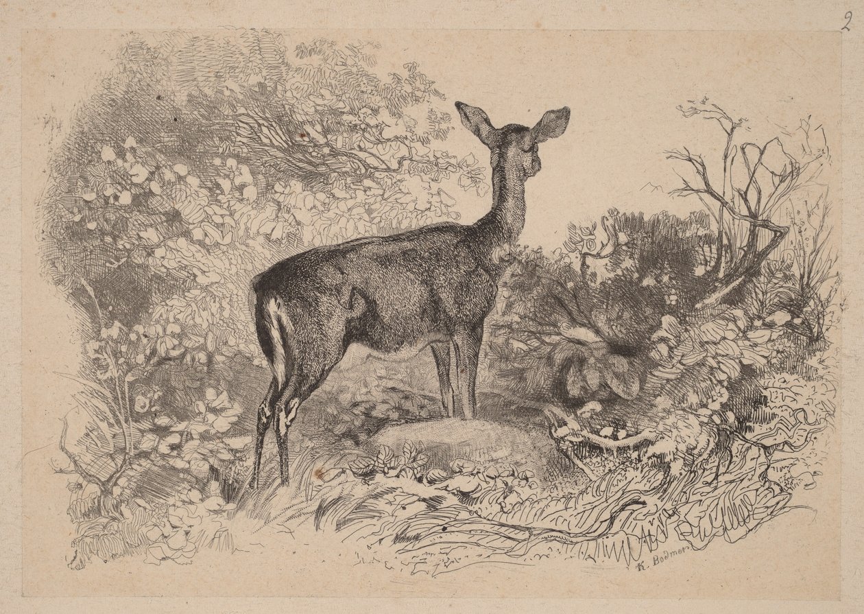 Een hertin door Karl Bodmer