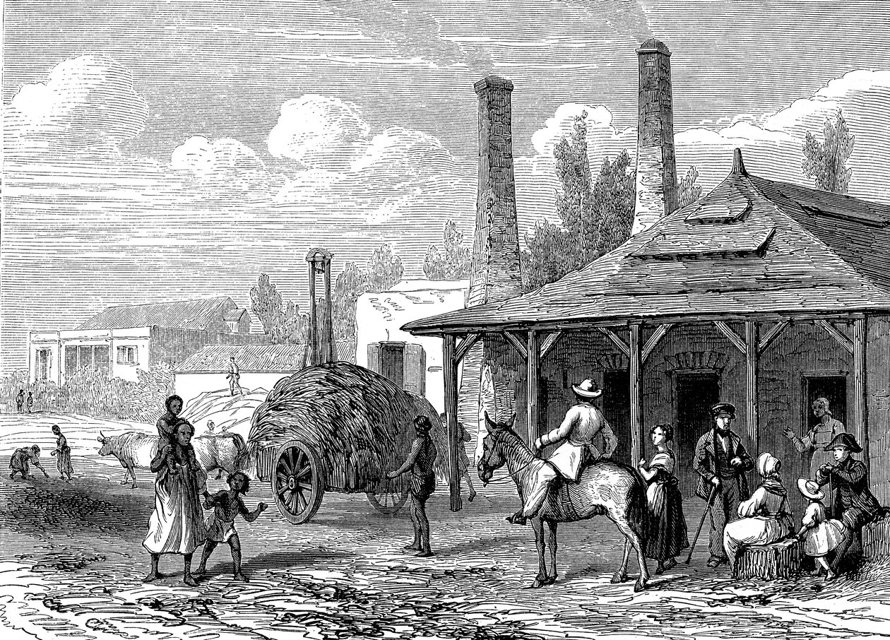Suikerplant in Mauritius in 1863. Le T du Monde Parijs 1863 Uitgever door Karl Girardet