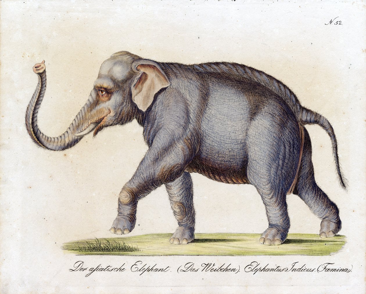 Aziatische olifant (vrouwtje) (print) door Karl Joseph Brodtmann
