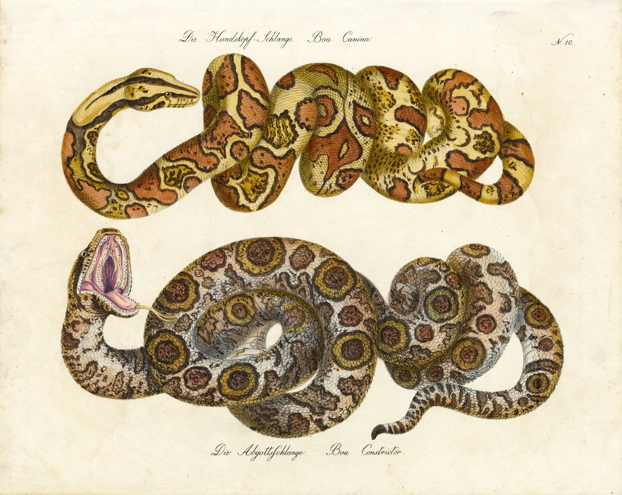 Hondekopboa en Boa Constrictor (print) door Karl Joseph Brodtmann