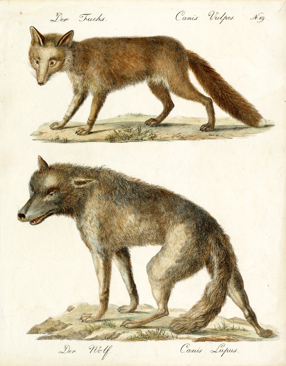 Vos en wolf (print) door Karl Joseph Brodtmann