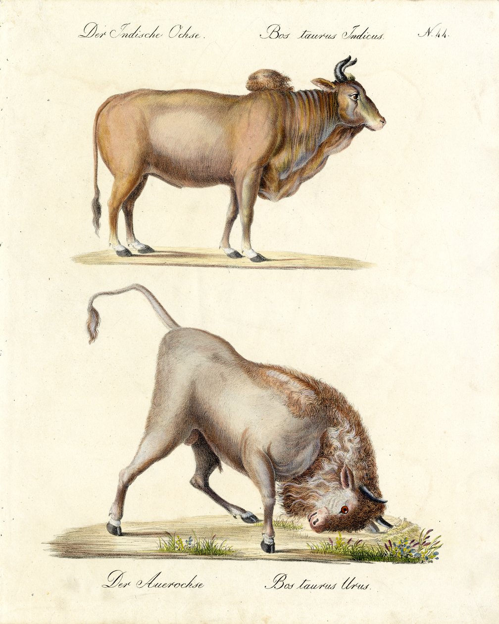 Indische Zebu