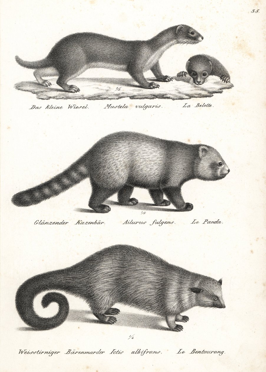 Kleine wezel, Mustela nivalis 1, rode panda, Ailurus fulgens 2, kwetsbaar, en beerkat, Arctictis binturong 3, kwetsbaar. Lithografie door Karl Joseph Brodtmann uit Heinrich Rudolf Schinz