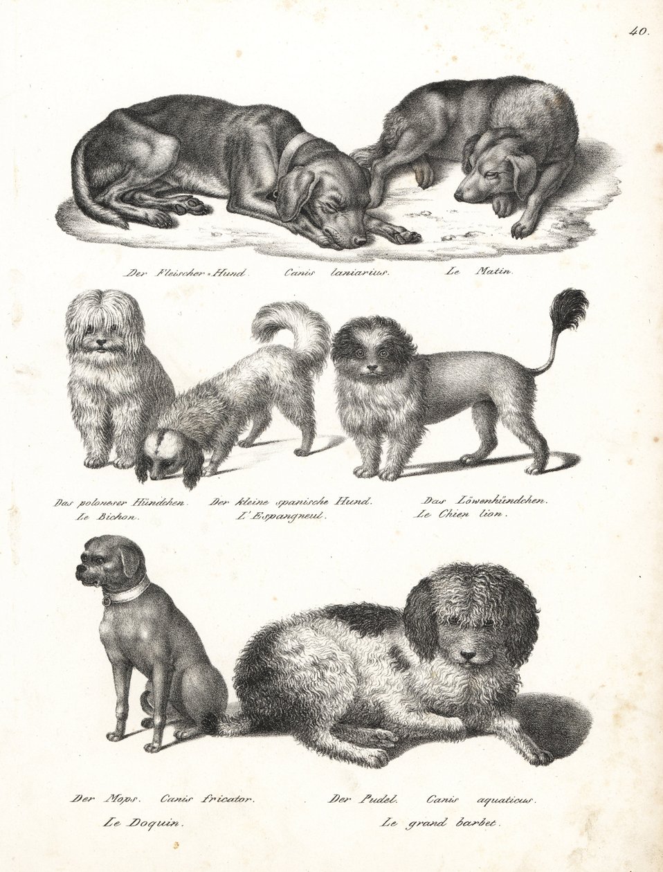 Lurcher of matin hond, Canis laniarius, Bichon, Spaanse hond, Chow Chow, Mopshond, Canis fricator, en Poedel of waterjachthond, Canis aquaticus. Lithografie door Karl Joseph Brodtmann uit Heinrich Rudolf Schinz