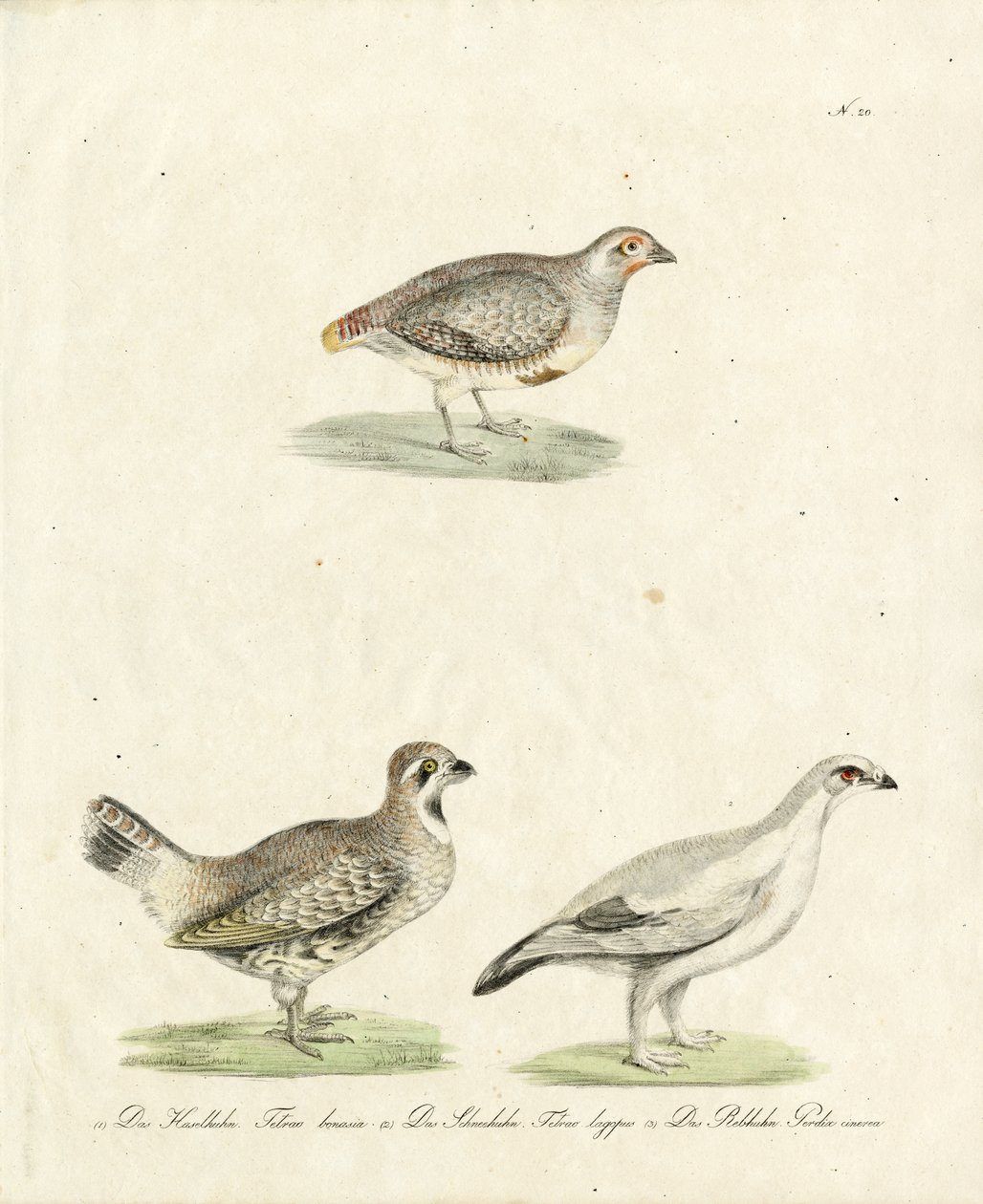 Patrijs en Ptarmigan (print) door Karl Joseph Brodtmann