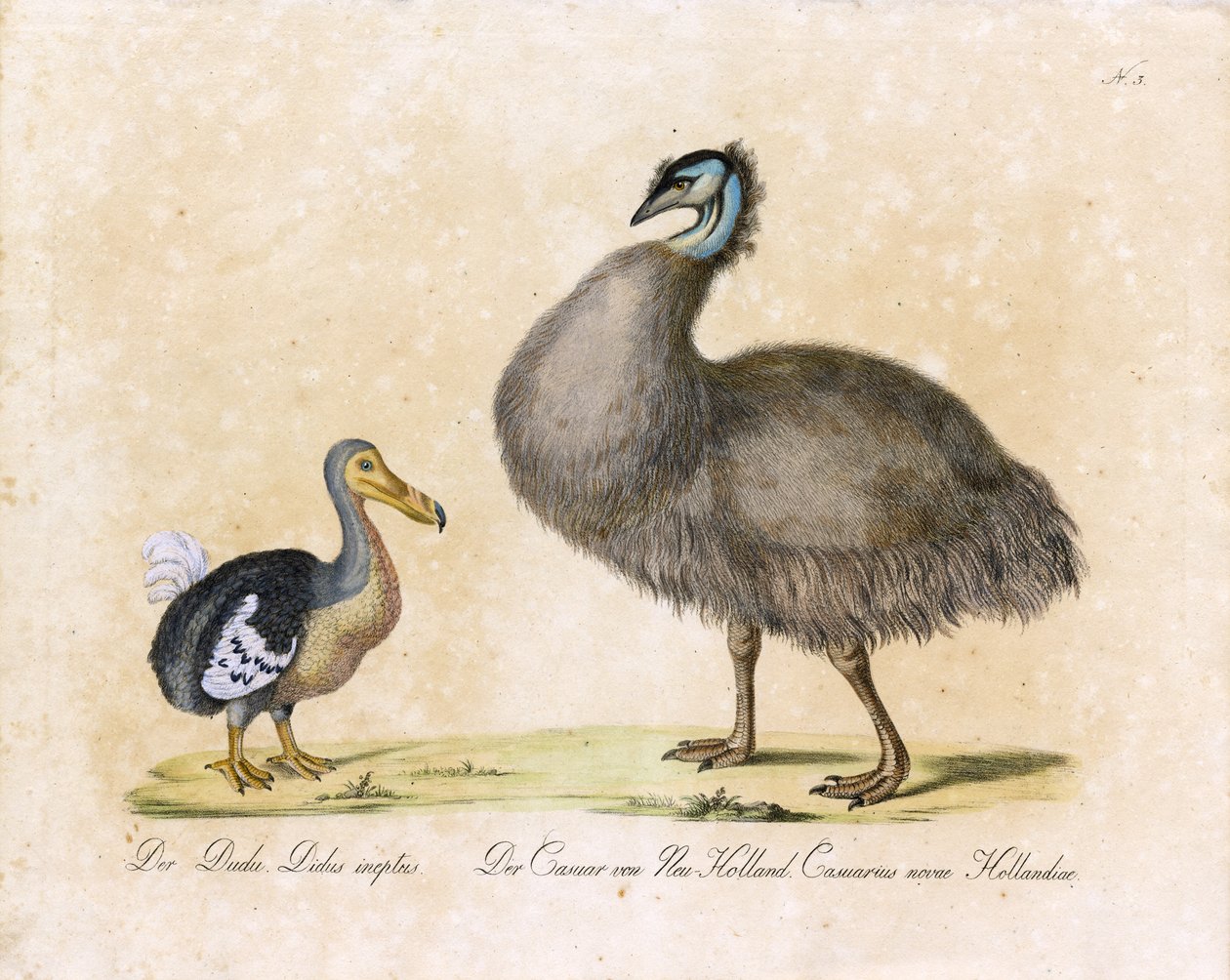 De dodo en de kasuaris van Nieuw Nederland (print) door Karl Joseph Brodtmann