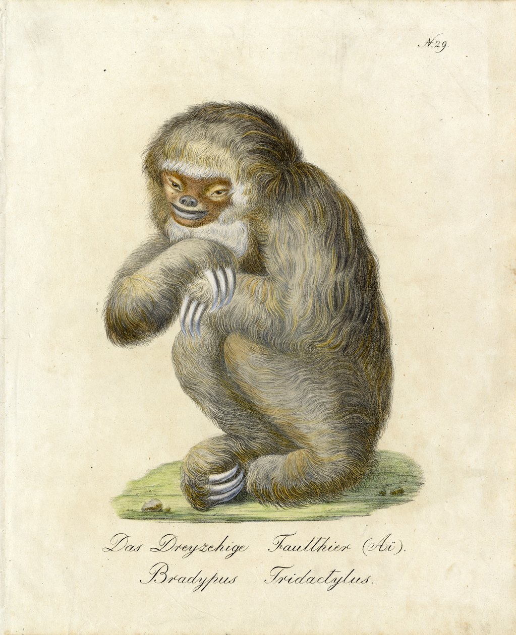 Drievingerluiaard (print) door Karl Joseph Brodtmann