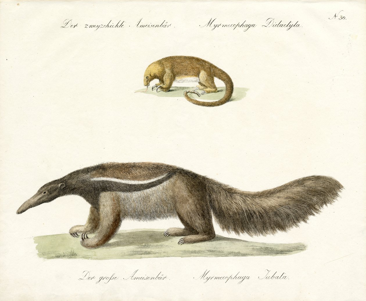 Tweevingerige en reuzenmiereneter (print) door Karl Joseph Brodtmann