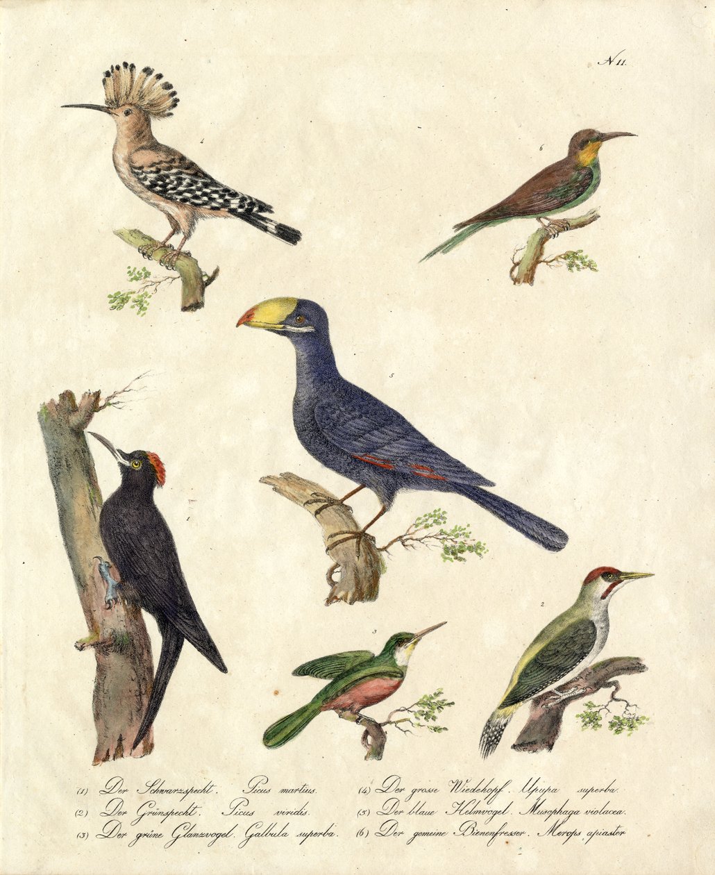 Diverse bosvogels (print) door Karl Joseph Brodtmann