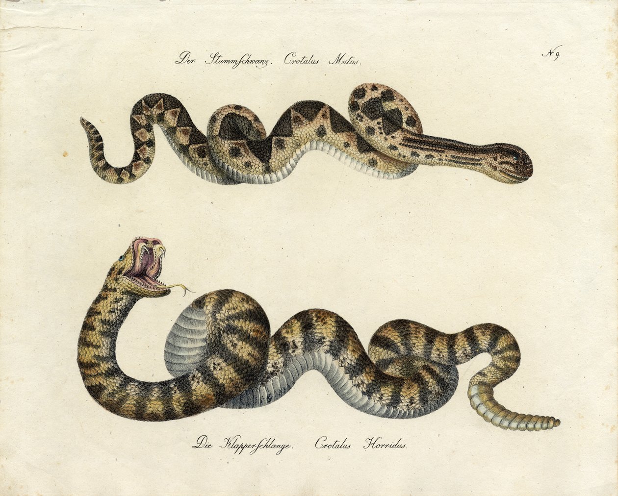  door Karl Joseph Brodtmann