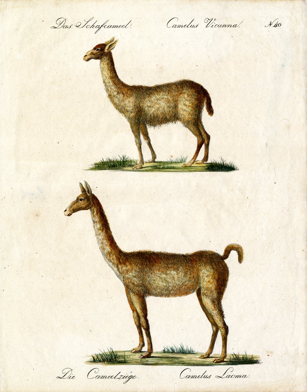 Vicuña en lama (print) door Karl Joseph Brodtmann