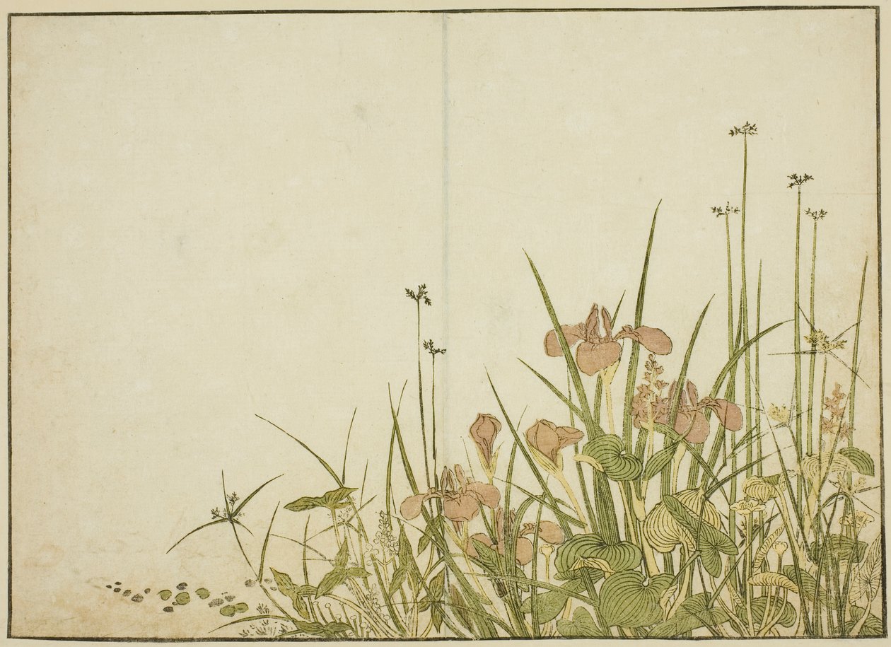 Zomerbloemen: Irissen en Waterweegbree, uit het boek 