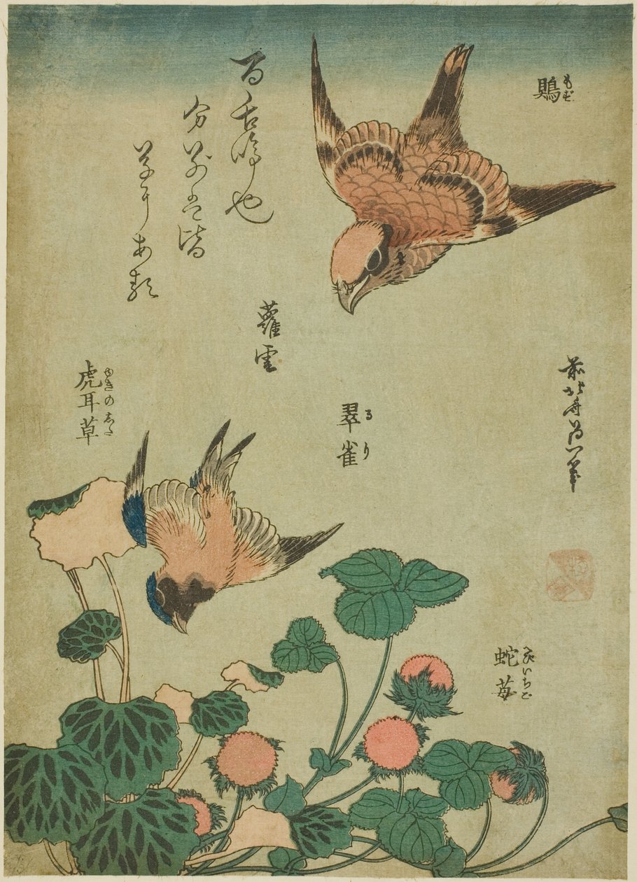 Bull-headed Shrike en Bluebird met Saxifrage en Wilde Aardbei (Mozu, ruri, yukinoshita, hebi-ichigo), uit een ongetitelde serie bloemen en vogels door Katsushika Hokusai