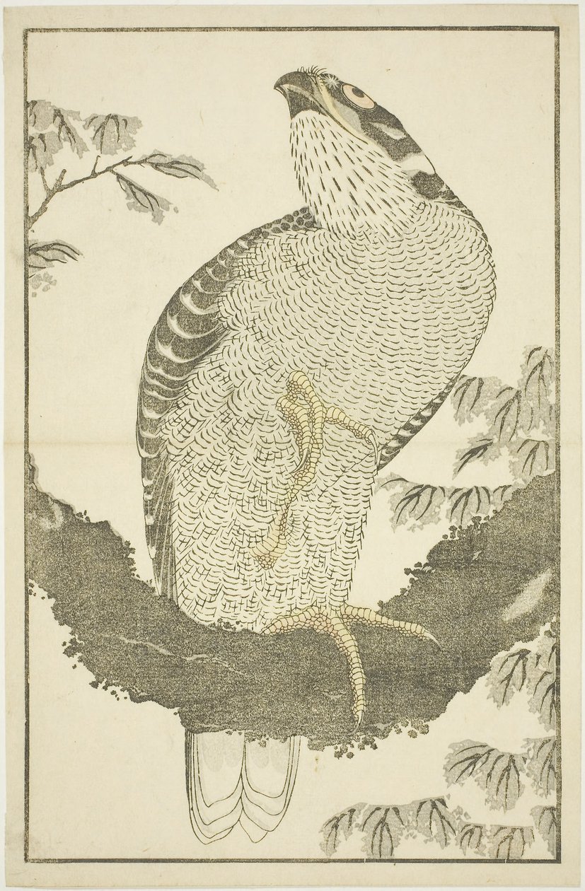 Havik, uit Het Prentenboek van Realistische Schilderijen van Hokusai (Hokusai shashin gafu) door Katsushika Hokusai