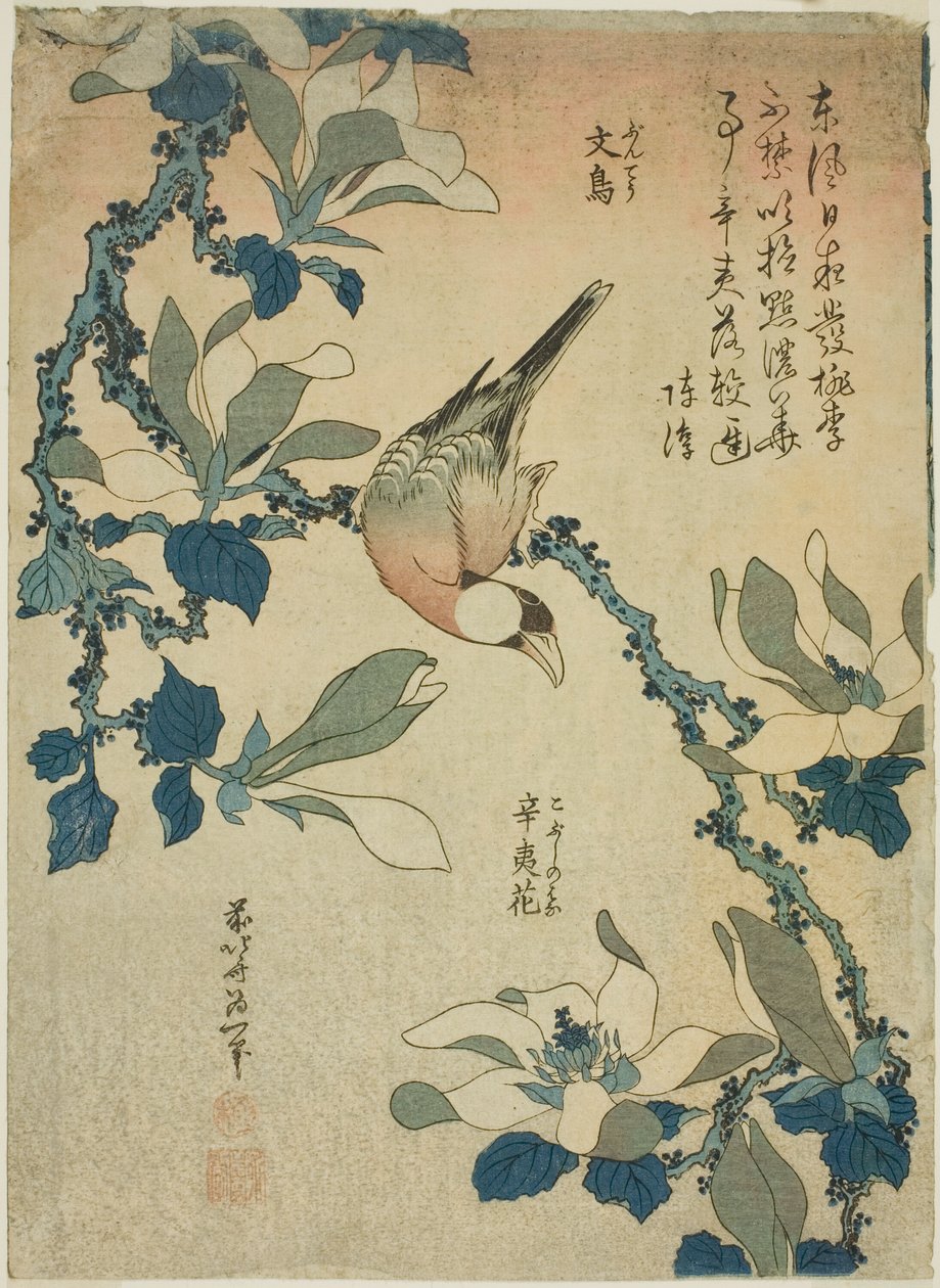 Rijstvogel en magnoliabloemen, uit een ongetitelde serie bloemen en vogels door Katsushika Hokusai