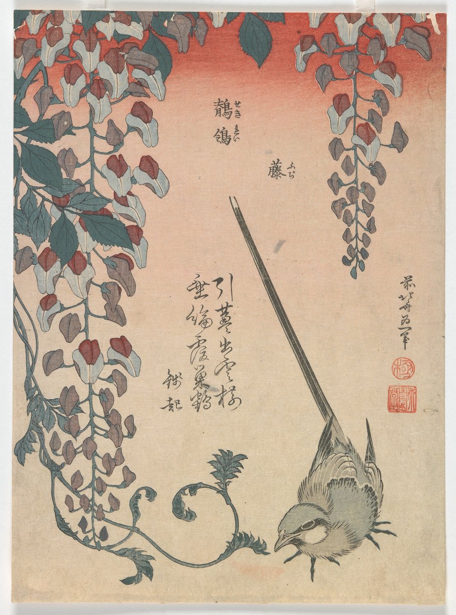 Kwikstaart en Wisteria, Edo-periode door Katsushika Hokusai