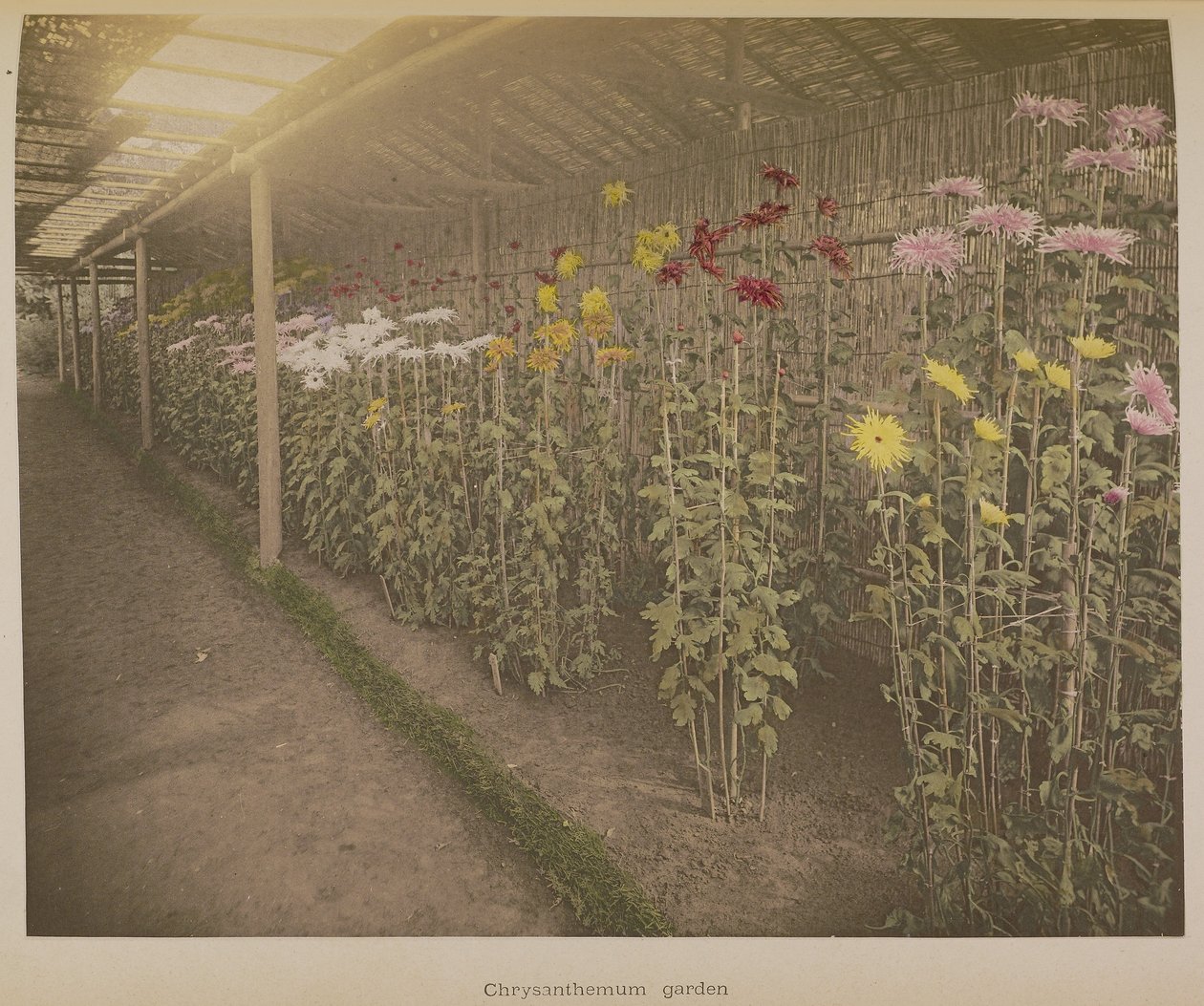Chrysantentuin door Kazumasa Ogawa