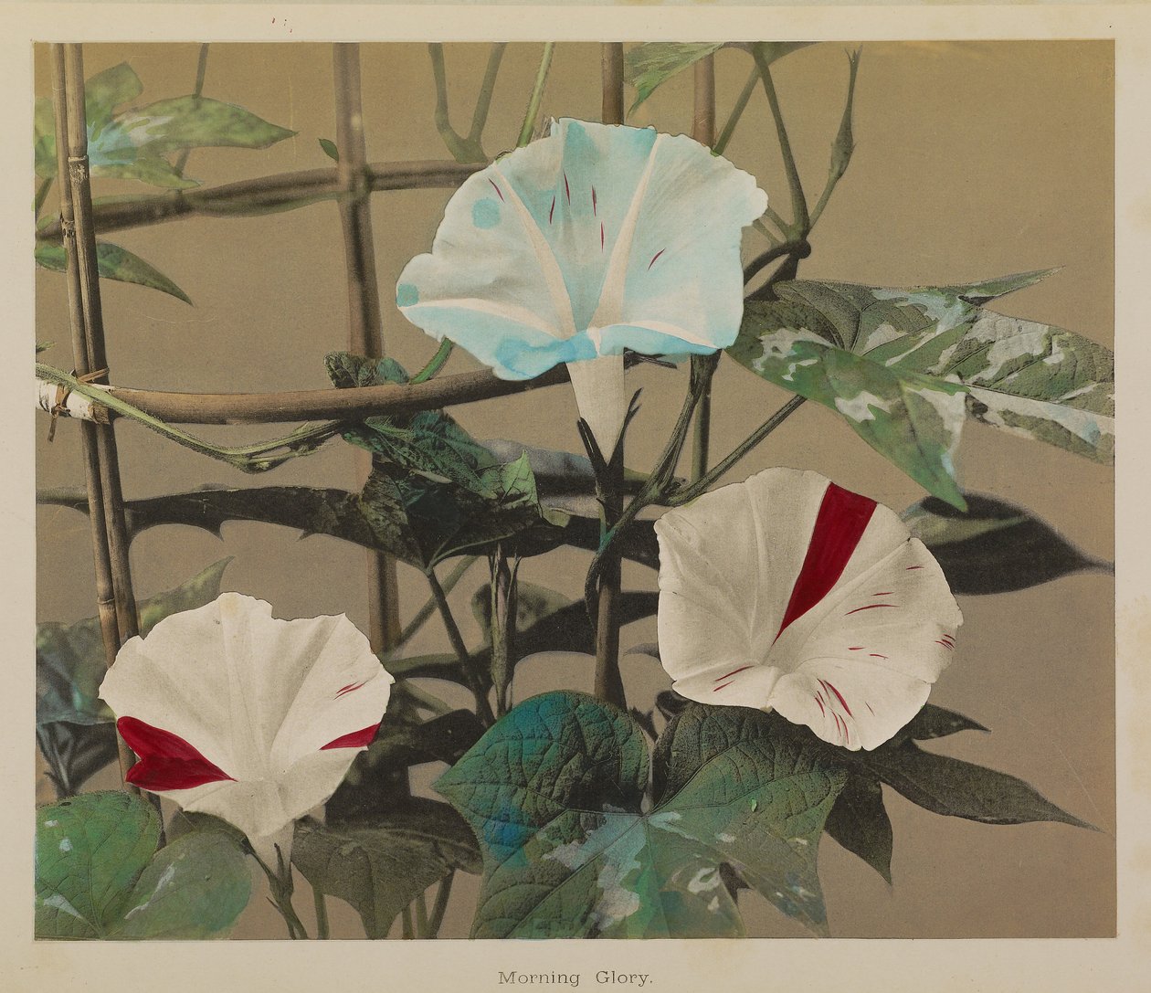 Morning Glory door Kazumasa Ogawa