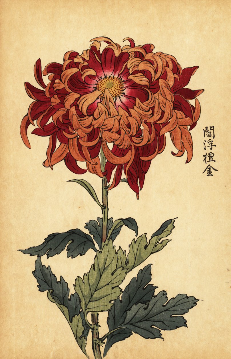 Hybride oranje en karmozijnrode chrysant door Keika Hasegawa