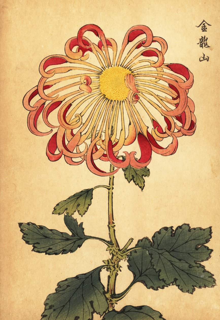 Hybride roze gekrulde lepelchrysant door Keika Hasegawa