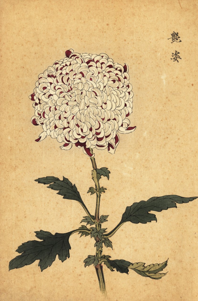 Hybride witte en paarse pomponchrysant door Keika Hasegawa