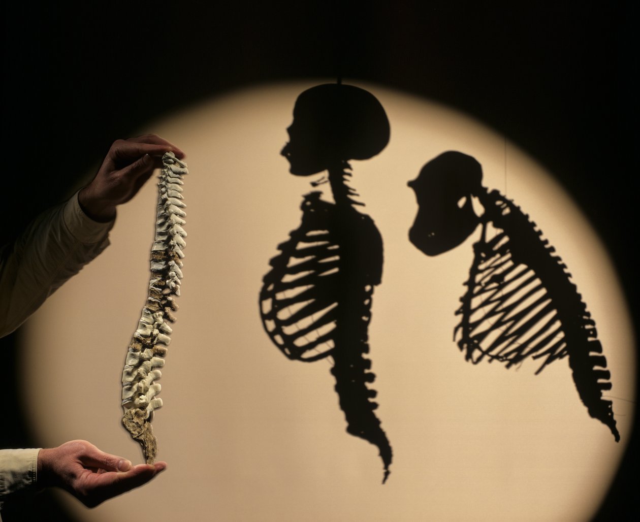 DOH, De Eerste Stappen, Wervelkolom reconstructie, Bruce Latimer, Cleveland Museum of Natural History door Kenneth Garrett