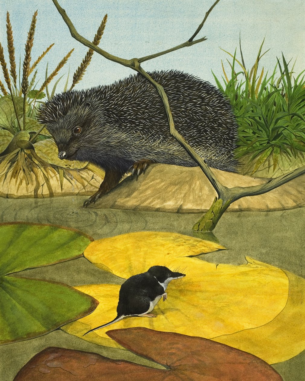 Waterspitsmuis en egel door Kenneth Lilly