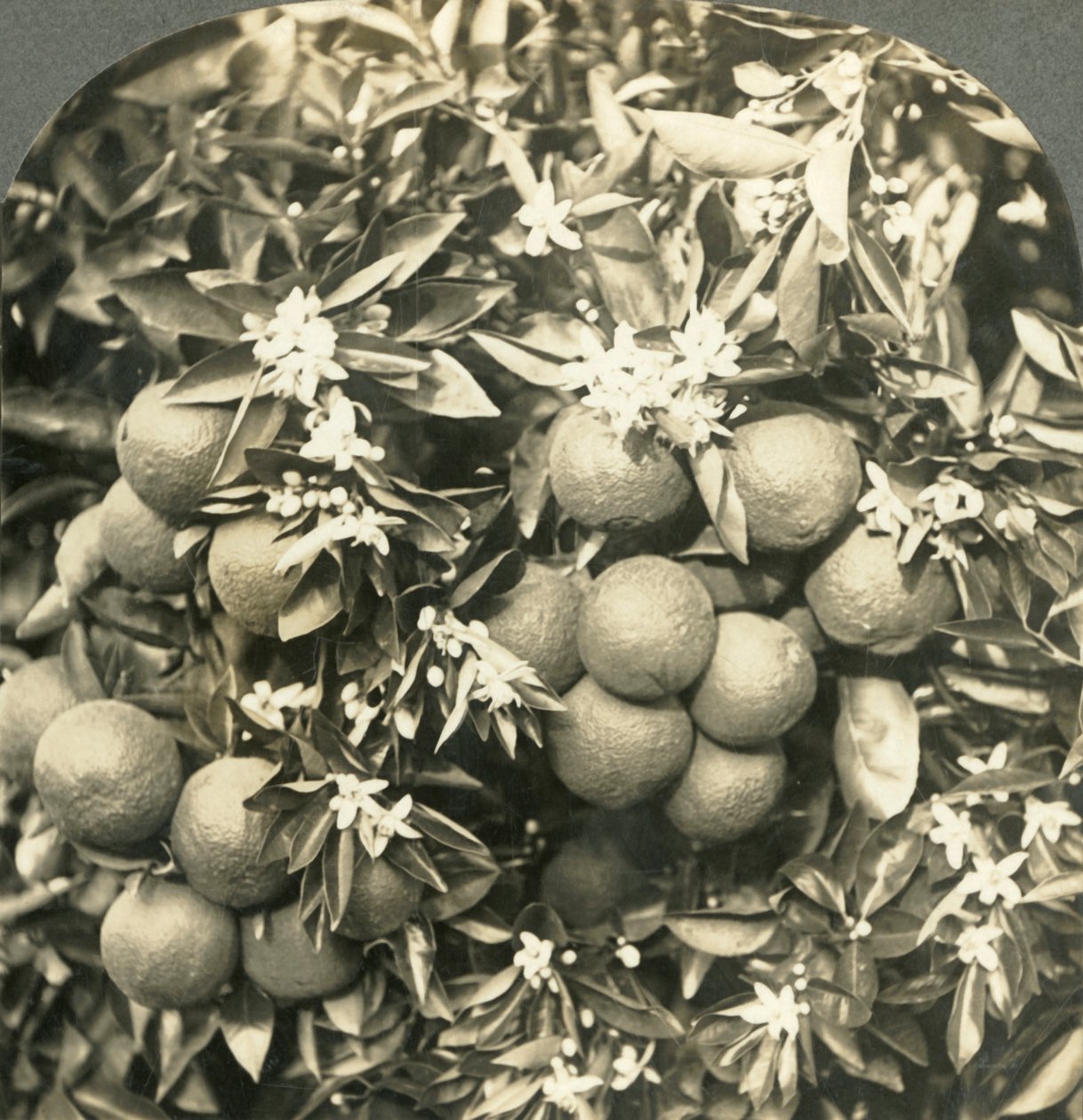 Sinaasappelbloesems en Rijpe Sinaasappels die aan dezelfde Boom Groeien, Californië door Keystone View Company