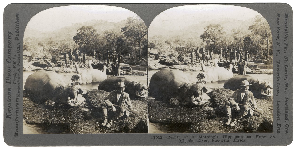 Resultaat van een ochtend nijlpaardjacht aan de Mlembo-rivier, Rhodesië, Afrika, 1910 door Keystone View Company